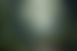 Фотографія квесту Тайна джунглей від компанії Лабиринты (Фото 1)