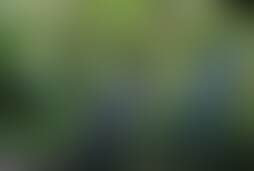 Фотографія квесту Проклятие сокровищ Майя від компанії Keyhole (Фото 1)
